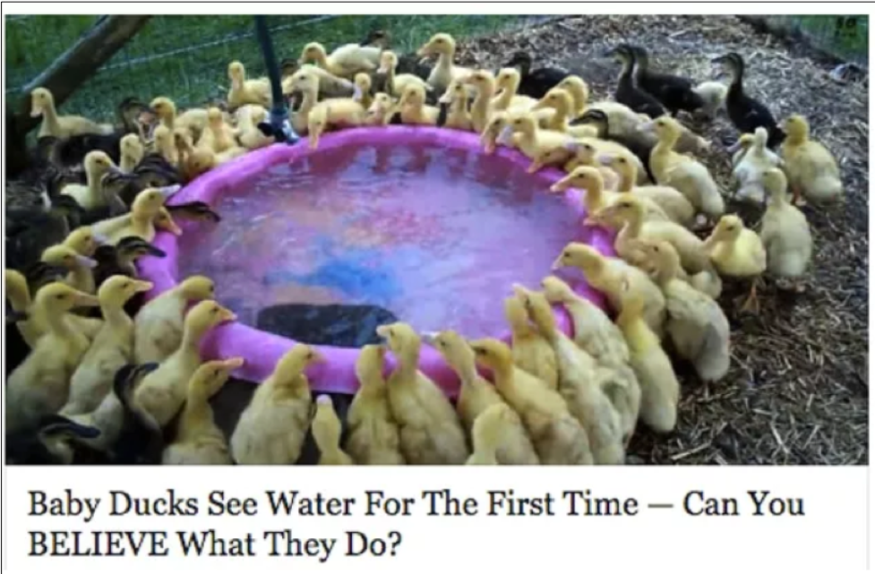 This image shows the beginning of a clickbait article. The sensationalistic headline "Baby Ducks See Water For The First Time⁠—Can You BELIEVE What They Do?" accompanies an image of ducklings gathered around a small pool.