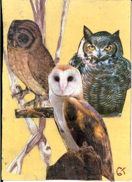This picture show three owls perched on tree branches.